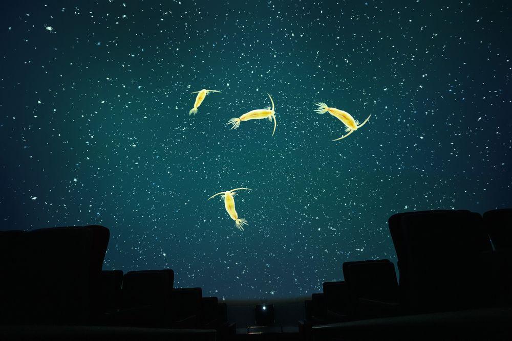 Surreal visual of shrimp in the sky, showcasing a Screenberry-powered fulldome projection at the Muju Firefly Astronomical Observatory